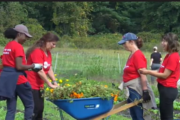 CCA employees volunteering at a farm in Hadley MA